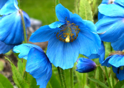 Blue Poppy