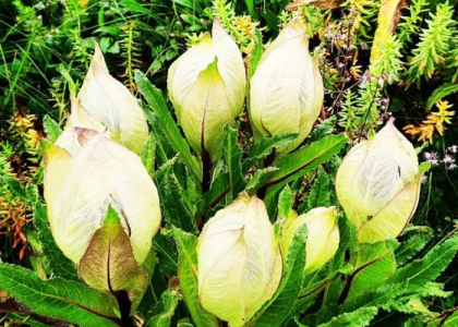 Brahma kamal - 
Saussurea obvallata