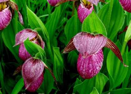 Himalayan Slipper Orchid